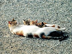 Gatti (185)